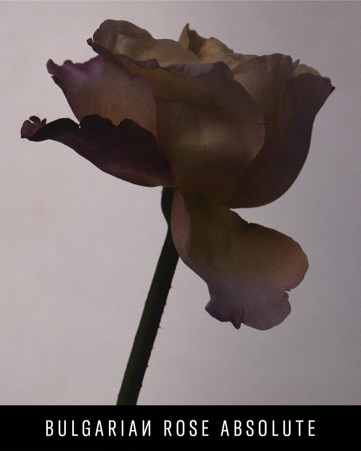 Fenty Eau De Parfum Travel Set + Refills